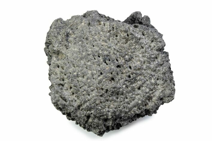 Fossil Glyptodont (Glyptotherium) Bony Armor Osteoderm - Florida #362295